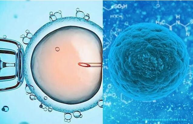自然受孕双绒双羊双胎有无必要查无创dna，专业医生解析在此！