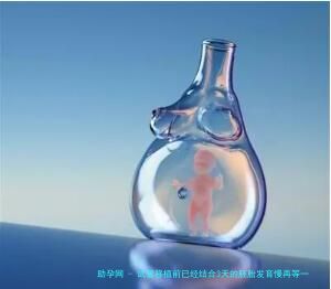 试管移植前已经结合3天的胚胎发育慢再等一天后成功的机会有多大？