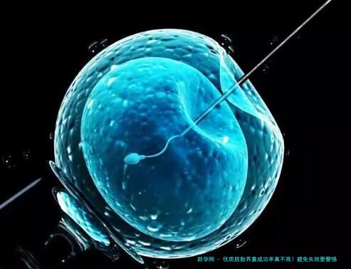 优质胚胎养囊成功率真不高！避免失败要警惕6大原因