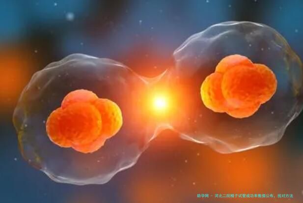 河北二院精子试管成功率数据公布，找对方法才是关键
