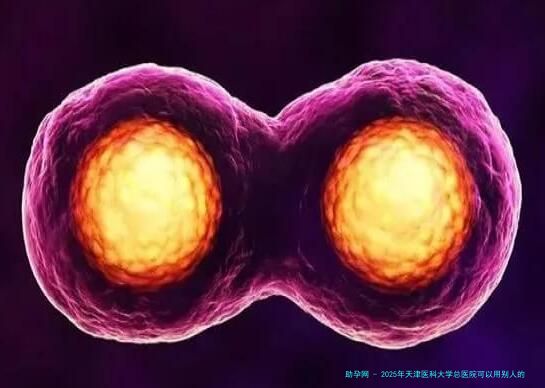 2025年天津医科大学总医院可以用别人的卵泡做试管婴儿吗？费用多少