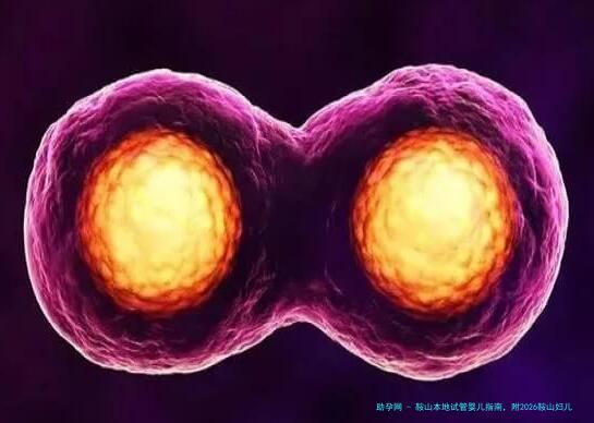 鞍山本地试管婴儿指南，附2026鞍山妇儿医院卵子试管婴儿流程！