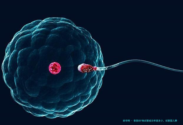 泰国CEF做试管成功率是多少，试管婴儿费用参考