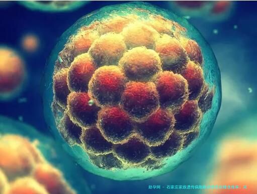 石家庄家族遗传病阻断试管医院精选推荐：河北医科大学第二医院等正规机构技术解析，附本地遗传咨询指南