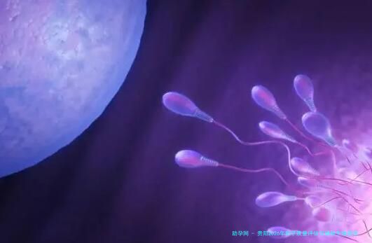 贵阳2026年卵子质量评估与辅助生殖医院盘点：附流程、高龄解析及费用参考