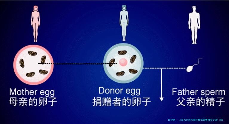 上海东方医院南院做试管费用多少钱？2025年生殖中心价格明细、影响因素及就医全流程解析